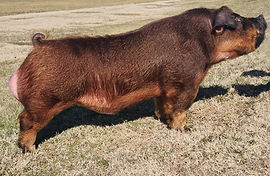 BOAR STUD | Murray State Swine